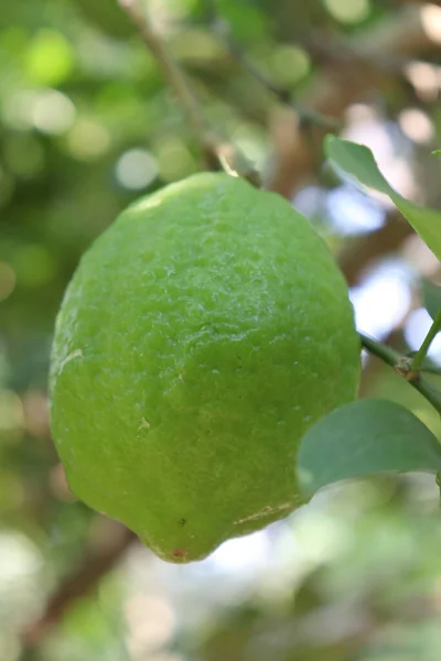 Hasat Için Ağaçta Yetişen Yeşil Bir Limonun Yakın Çekimi — Stok fotoğraf