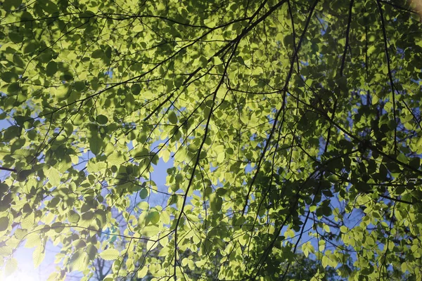 Angle Bas Branches Arbres Verts Sur Fond Ciel Bleu — Photo