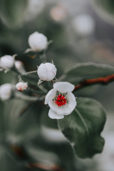 Selektiv Fokusbild Den Blommande Grenen Päron Trädgården — Stockfoto