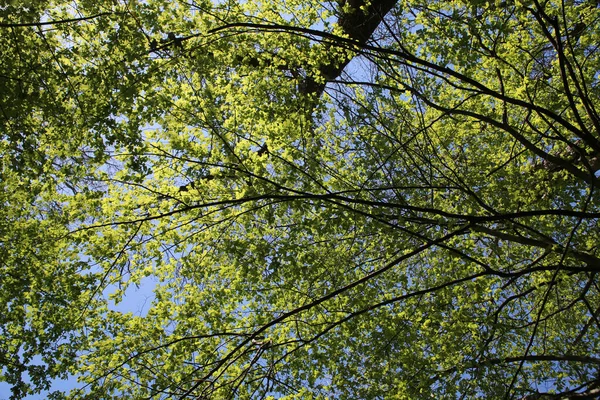 Een Lage Hoek Van Groene Boomtakken Een Blauwe Hemel Achtergrond — Stockfoto