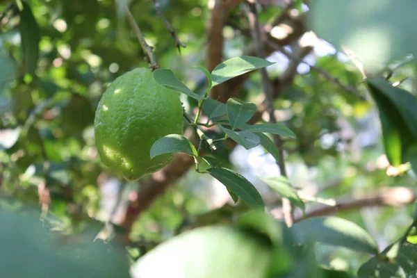 为收获而在大树上生长的绿色柠檬的特写 — 图库照片