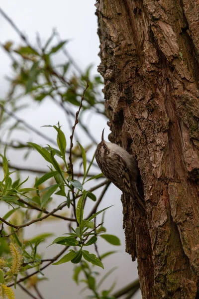 Colpo Verticale Raccoglitore Alberi Albero Con Foglie Verdi Nel Backgroun — Foto Stock