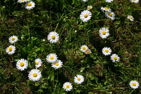 Primo Piano Fiori Comuni Margherita Con Boccioli Bianchi Cresciuti Nel — Foto Stock