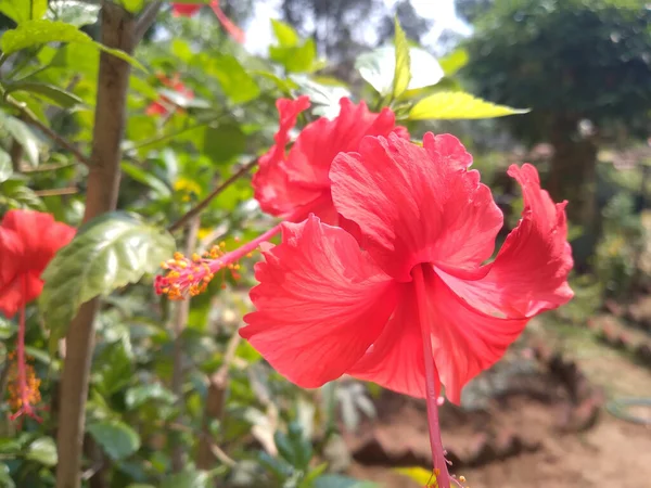 Közelkép Egy Vörös Virágról Botanikus Kertben — Stock Fotó