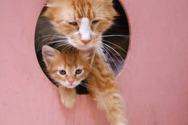 Close Gato Mãe Com Seu Gatinho — Fotografia de Stock