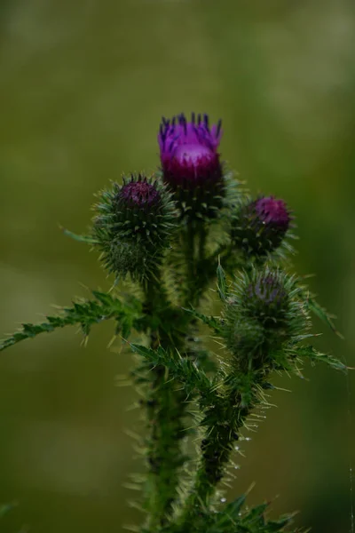 Beautiful Purple Plumeless Thistles Growing Garden — Stock fotografie