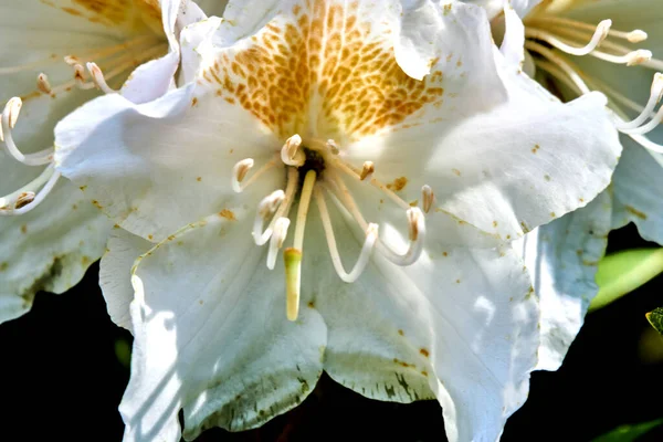 Close Uma Flor Lírio Branco Suave Jardim — Fotografia de Stock