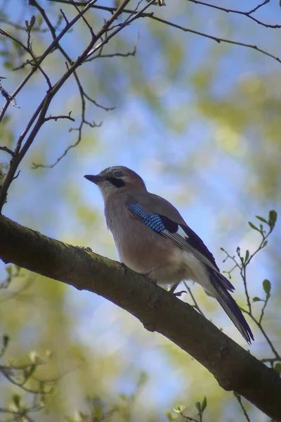 在蓝宝石背景的森林里 一只鸟在树上的垂直镜头 — 图库照片