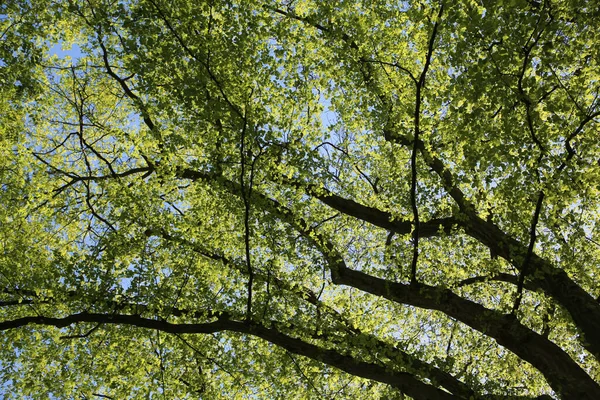 Nízký Úhel Záběr Zelené Větve Stromu Pozadí Modré Oblohy — Stock fotografie