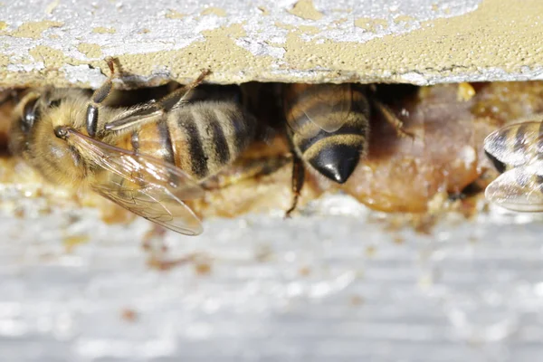 Una Macro Toma Abejas Fuera Colmena Soleado —  Fotos de Stock