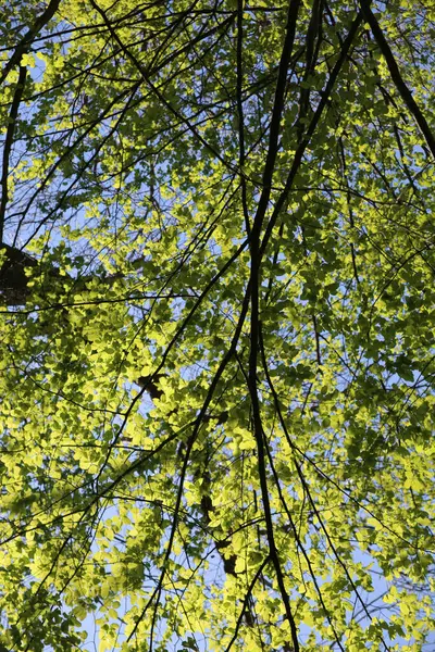 Angle Bas Branches Arbres Verts Sur Fond Ciel Bleu — Photo
