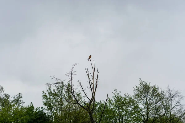 Ein Malerischer Blick Auf Einen Kleinen Vogel Der Auf Einem — Stockfoto