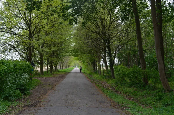 Una Strada Asfaltata Vista Naturale Circondata Alberi Parco — Foto Stock