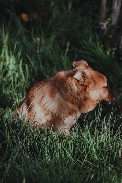 Tiro Vertical Cão Deitado Grama — Fotografia de Stock