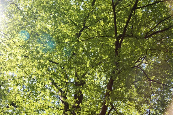 Plan Angle Bas Branches Arbres Verts Dans Une Forêt — Photo