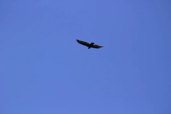 Niski Kąt Strzał Latającego Czarnego Ptaka Jasnym Błękitnym Niebem Tle — Zdjęcie stockowe