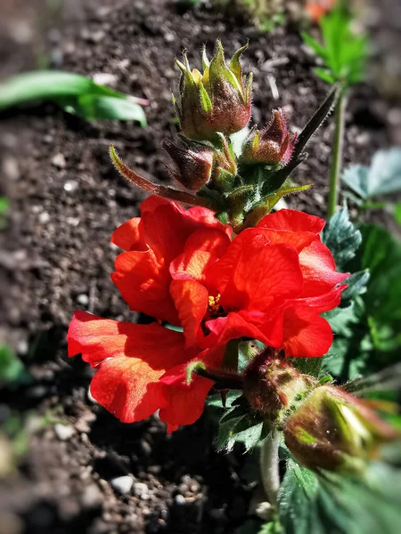 Flor Lirio Rojo Jardín — Foto de Stock