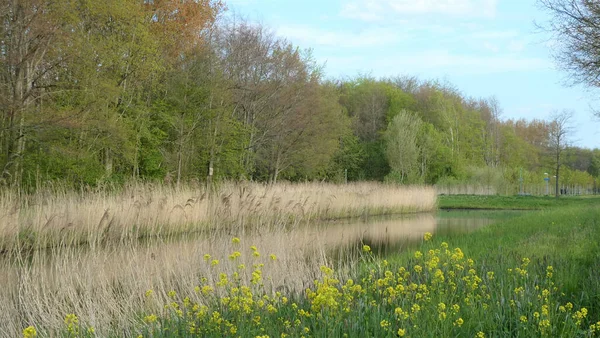 一个美丽的公园 一条平静的小河在明亮的云天下流淌着黄色的小花 — 图库照片