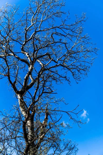 Μια Φυσική Θέα Ενός Γυμνού Δέντρου Ενάντια Έναν Καταγάλανο Ουρανό — Φωτογραφία Αρχείου