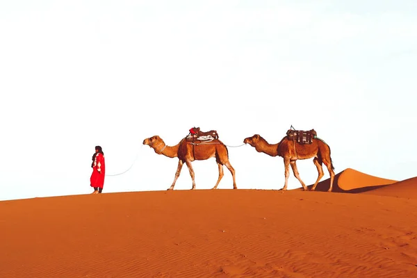 Person Traditional Red Thawb Walking Camels Sahara Desert — Stock fotografie