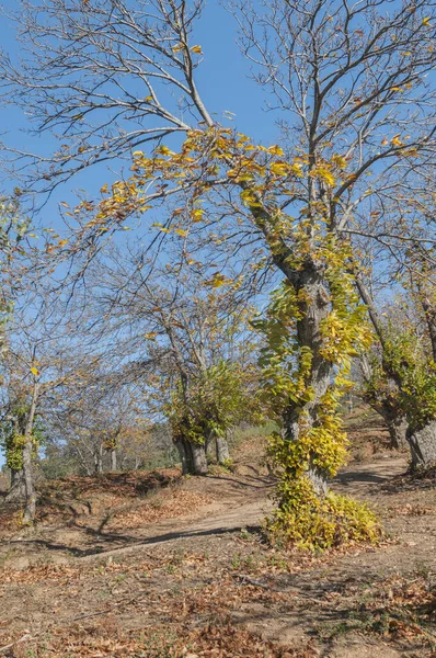 Landskap Övre Genal Valley Malaga Spanien — Stockfoto