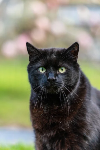 Vertical Shot Black Cat Staring Its Green Eyes Blurred Background — Stok fotoğraf