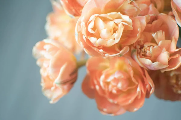 Een Close Shot Van Koraal Pioenroos Tulpen Een Lichtblauwe Achtergrond — Stockfoto