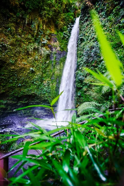 Disparo Vertical Una Cascada Estrecha Rodeada Vegetación Parque Día Soleado — Foto de Stock