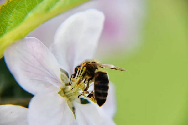 白花上一只大黄蜂的特写镜头 — 图库照片