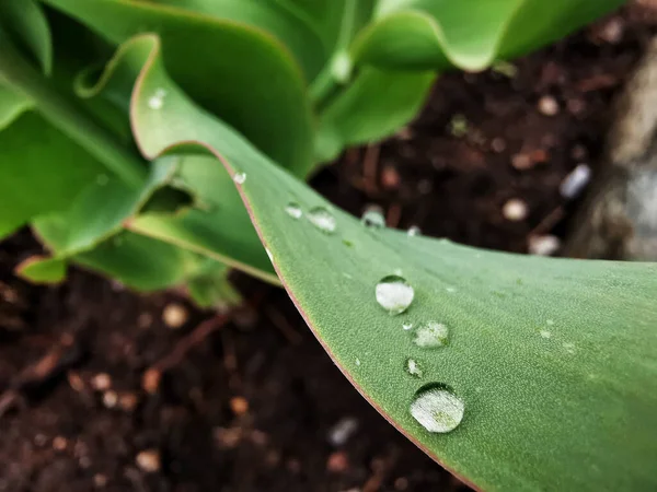 Une Macro Photo Feuilles Vertes Fraîches Une Plante Avec Des — Photo