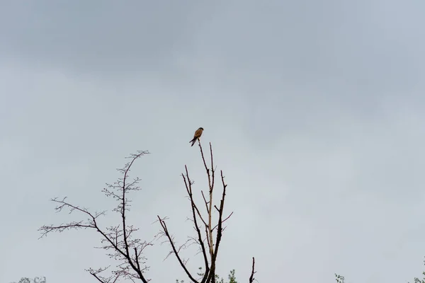 暗い空に向かって木の枝に小さな鳥の風光明媚な景色 — ストック写真