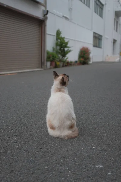 Μια Κάθετη Φωτογραφία Μιας Όμορφης Γάτας Στο Δρόμο — Φωτογραφία Αρχείου