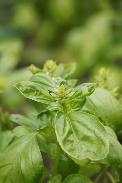 Green Basil Growing Garden — Stok Foto