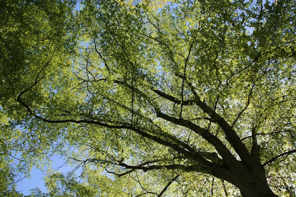 Tiro Ángulo Bajo Ramas Árbol Verdes Sobre Fondo Cielo Azul — Foto de Stock