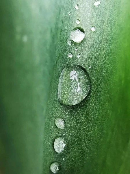 Ein Abstrakter Hintergrund Aus Frischem Grünem Blatt Mit Tautropfen — Stockfoto