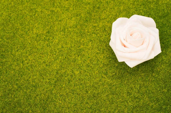 一只白玫瑰的特写镜头在绿草的衬托下 — 图库照片