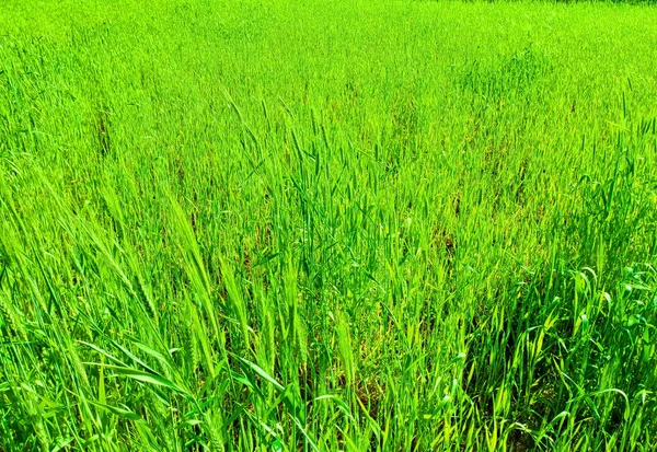 Una Bella Vista Del Campo Erba Verde Fresca — Foto Stock