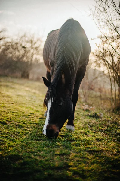 Cavalo Doméstico Marrom Pastando Campo — Fotografia de Stock