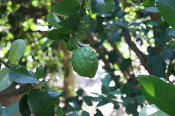 Closeup Green Lemon Growing Tree Firm Harvest — Stock Photo, Image