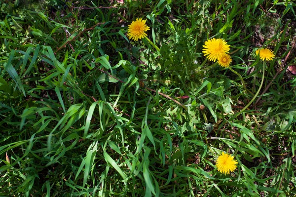 Eine Draufsicht Auf Gelbe Löwenzahnblüten — Stockfoto