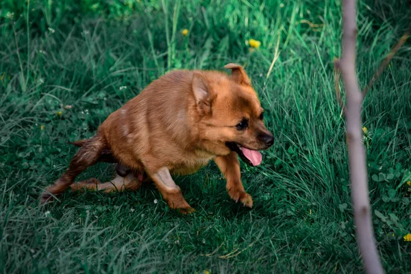 Ett Grunt Fokus Hund Gräset — Stockfoto