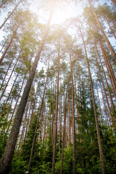 Vertical Shot Pine Forest Sunlight — Stock fotografie