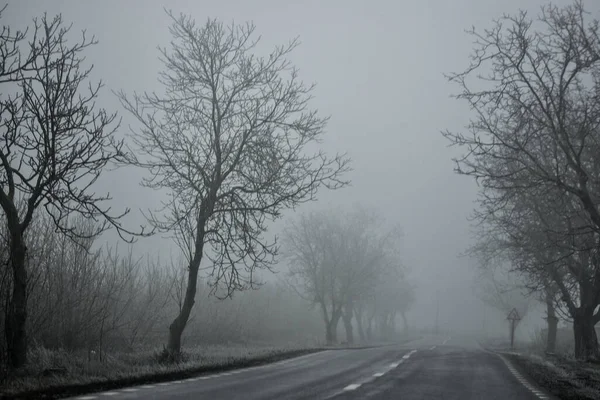 冬の木々の間に広がる霧に包まれた道 — ストック写真