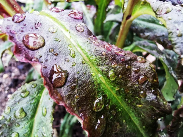 Una Hoja Fresca Una Planta Con Gotas Agua Jardín —  Fotos de Stock