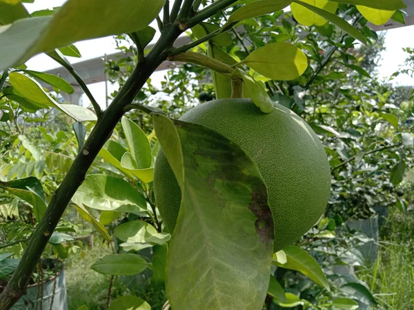 一棵绿色石榴的特写生长在一棵树上等待收获 — 图库照片