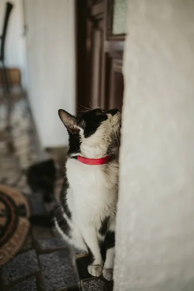 Eine Vertikale Nahaufnahme Einer Niedlichen Schwarz Weißen Katze — Stockfoto