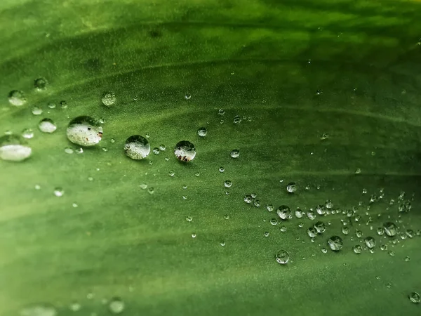 Макрознімок Свіжого Зеленого Листя Рослини Пролісками Роси — стокове фото