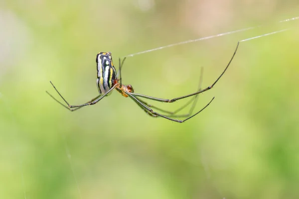 クモがクモの巣の上でカラフルな糸を切って — ストック写真