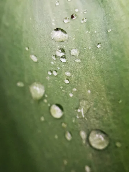 Ένα Μακρόστενο Πλάνο Από Φρέσκο Πράσινο Φύλλο Φυτού Δροσοσταλίδες — Φωτογραφία Αρχείου