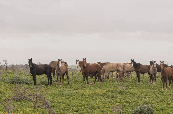 Herd Horses Grazing Field Copy Space — Stok fotoğraf